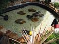 920_geocities_ws_pantanal