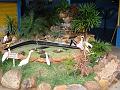 0946_geocities_ws_pantanal