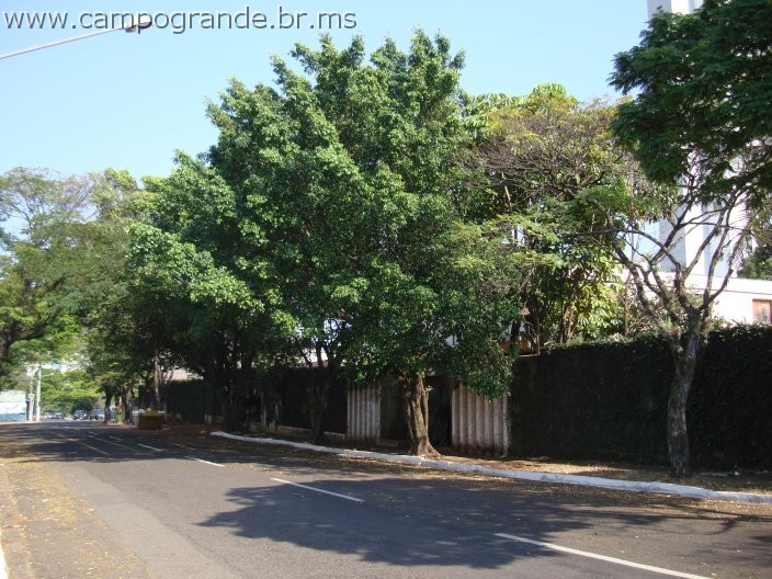 w.pantanal.br.ms.006.jpg