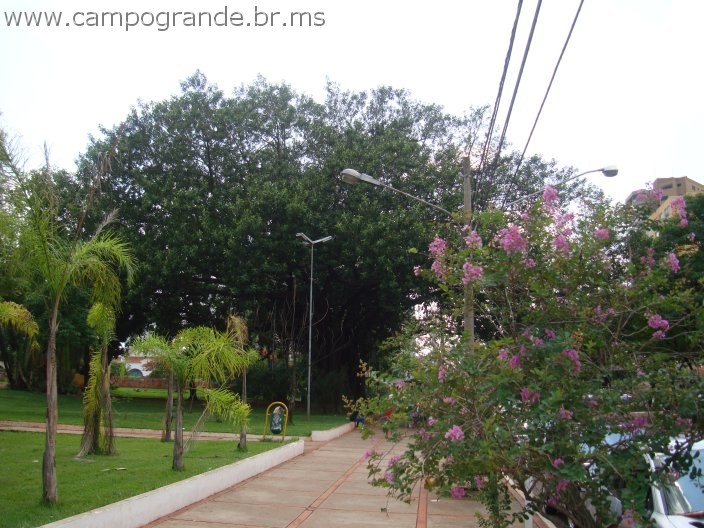 w.pantanal.br.ms-164.jpg