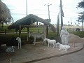 w.pantanal.br.ms.049