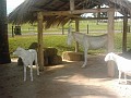 w.pantanal.br.ms.052
