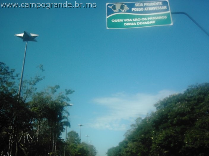 w.pantanal.br.ms-16.jpg