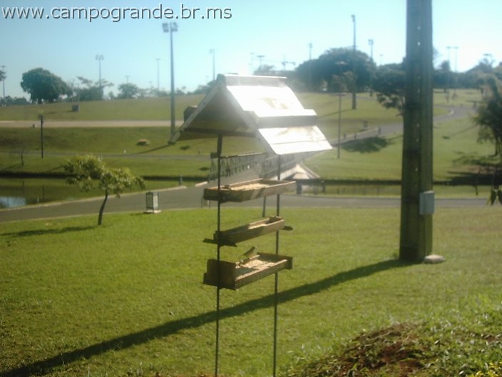 w.pantanal.br.ms-62.jpg