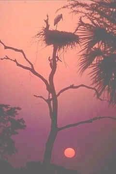 ANOITECER NO PANTANAL - CABE�A SECA