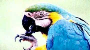 ARARA