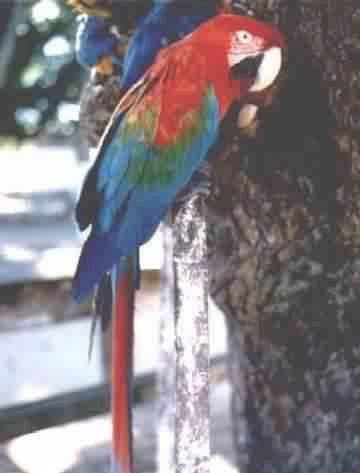 ARARA