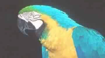 ARARA