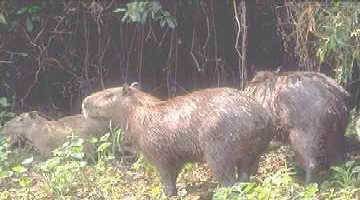 CAPIVARAS