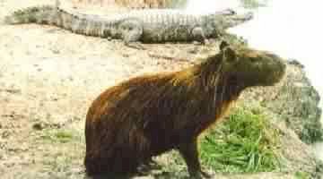 JACARE & CAPIVARA