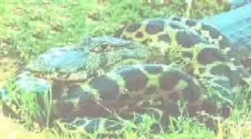 SUCURI & JACARE