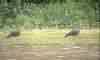ANTA OU TAPIR