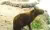 JACAR� & CAPIVARA