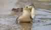 JACAR� COM SUA PRESA