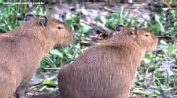 CAPIVARAS