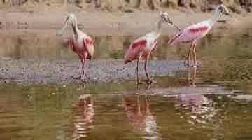COLHEIREIROS