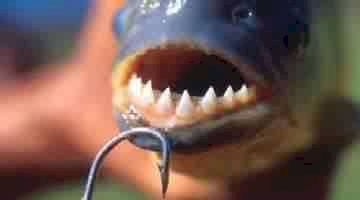 PIRANHA