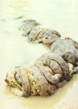 SUCURIS ENROLADAS