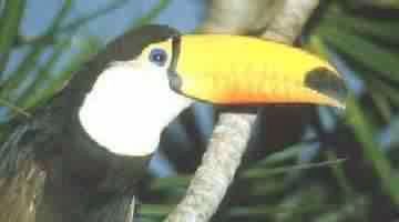 TUCANO