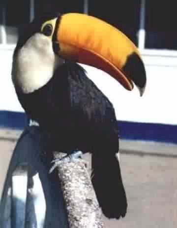 TUCANO