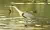 GAR�A