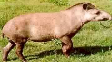 ANTA OU TAPIR
