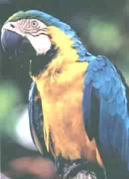 ARARA