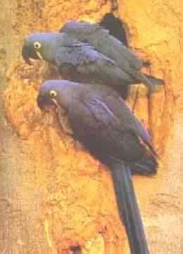 ARARA AZUL