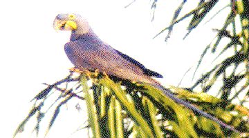 ARARA AZUL