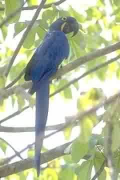 ARARA AZUL