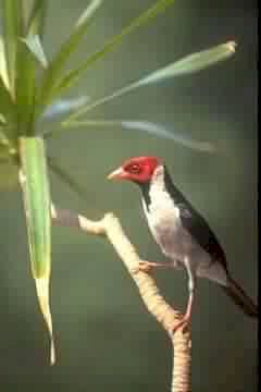 GALO DE CAMPINA