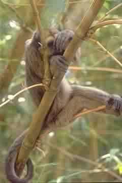 MACACO BIGIL