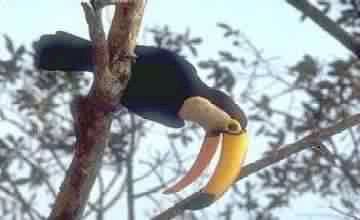 TUCANO