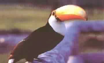 TUCANO