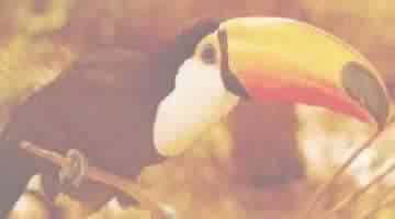 TUCANO