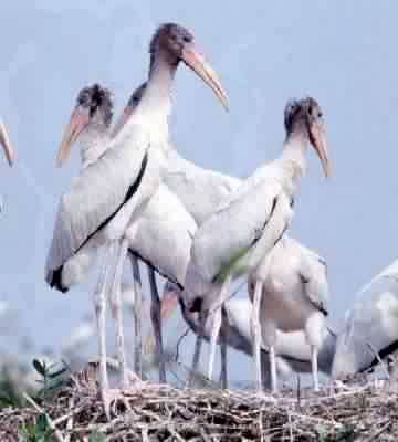 TUIUIUS