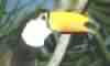 TUCANO