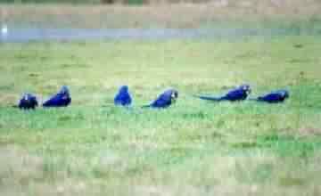 ARARA  AZUL