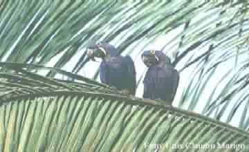 Arara Azul