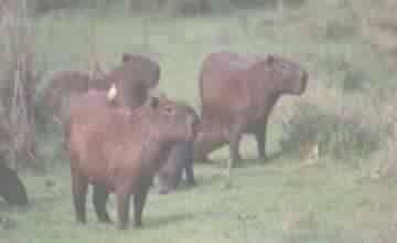 CAPIVARAS