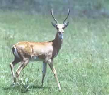 CERVO