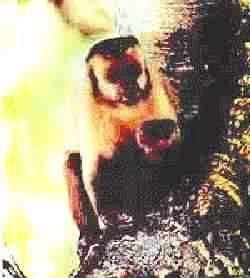 MACACO