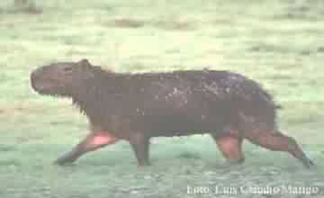 CAPIVARA