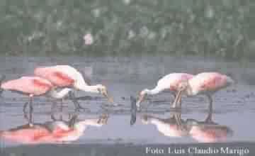 COLHEREIROS