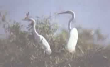 GAR�AS