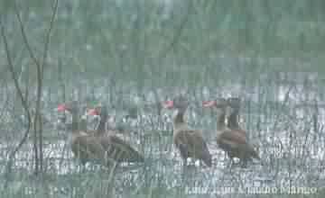 PATOS