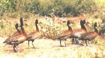 PATOS
