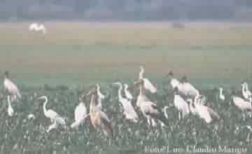 TABUIAIAS