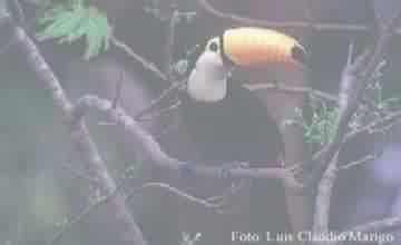 TUCANO
