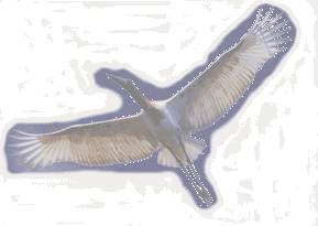 TUIUIU